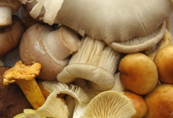 Как готовить грибы в сметане