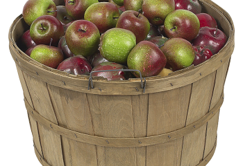Как квасить яблоки