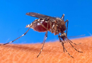 Чем опасны укусы насекомых