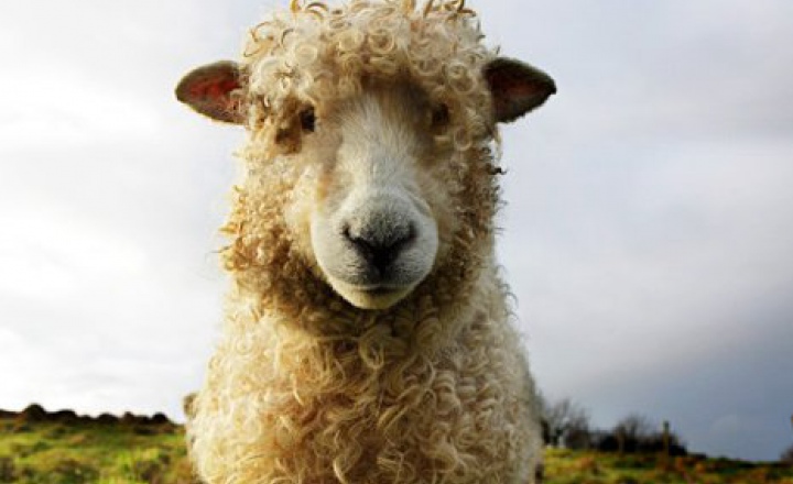 Стелла Маккартни любит овец