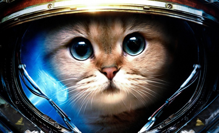 Котики в космосе: спасение или угроза?