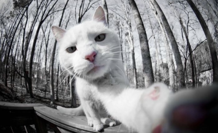 Котолук своими лапами: создан Instagram для кошек
