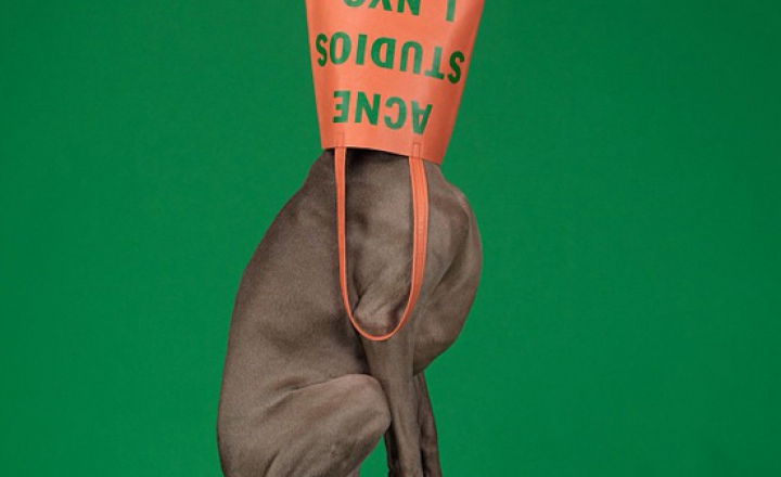 Веймарские легавые в рекламе весенне-летней коллекции Acne