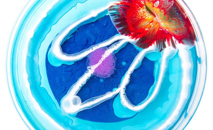 Искусство на уровне микроскопа: лабораторные рисунки Клари Райс