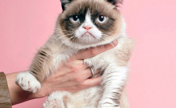 Угрюмый кот - новое лицо Prada?