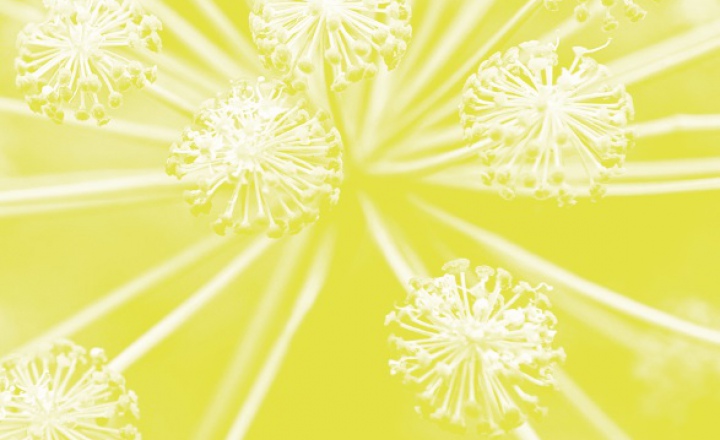 Живительная Ангелика: обновленная серия L'Occitane