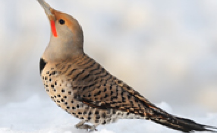 Зима в России 2011 – ждем сюрпризов! Прогноз погоды на зиму 2011