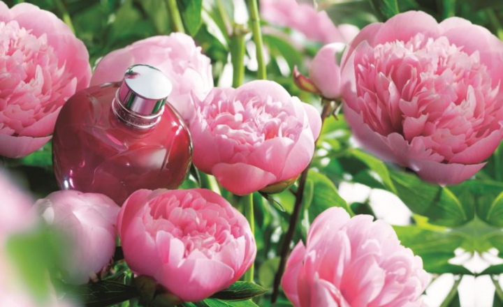  Нежная роскошь пиона: обновленная линия L’occitane