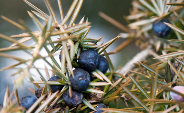 Искусство быть мужчиной: специальная коллекция L'Occitane